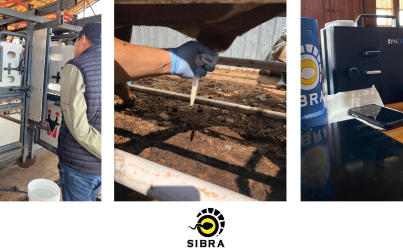 Fresh Semen Analysis: Workflow and Insights from Argentina