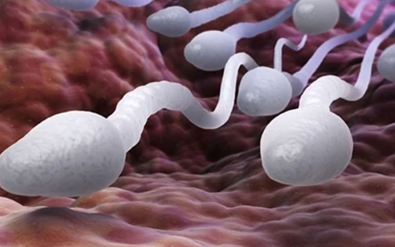 Sperm Transport in the Female Genital Tract: When Does Motility Matter?